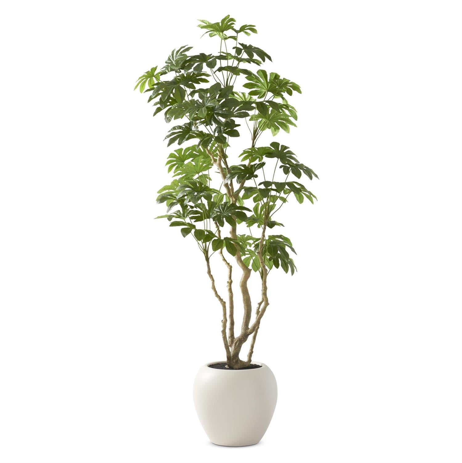 Foot Money Tree in White Pot