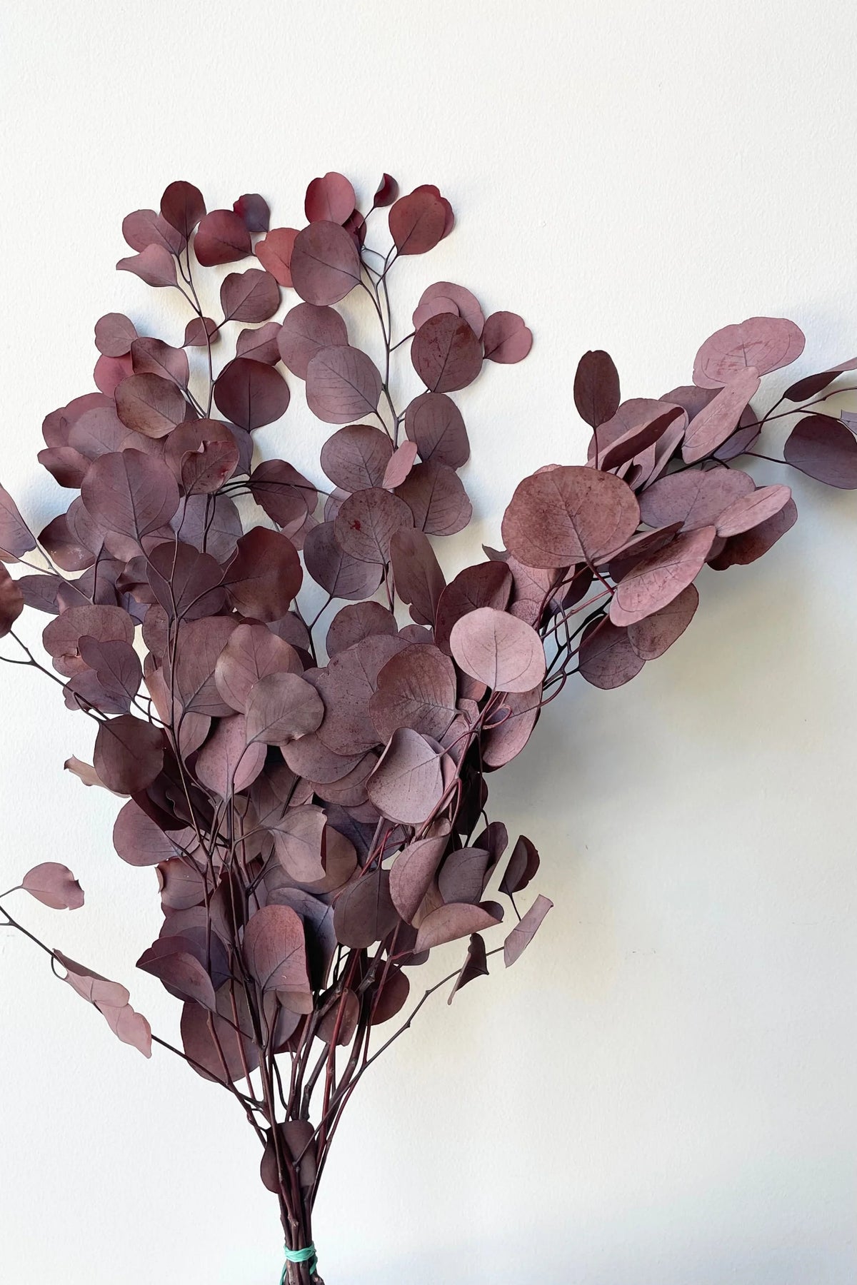 Dried Natural Aubergine Eucalyptus Bunch
