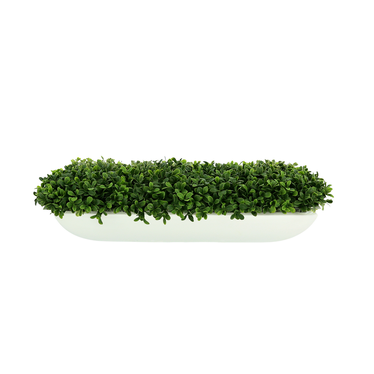 DH Pandora Boxwood Pot