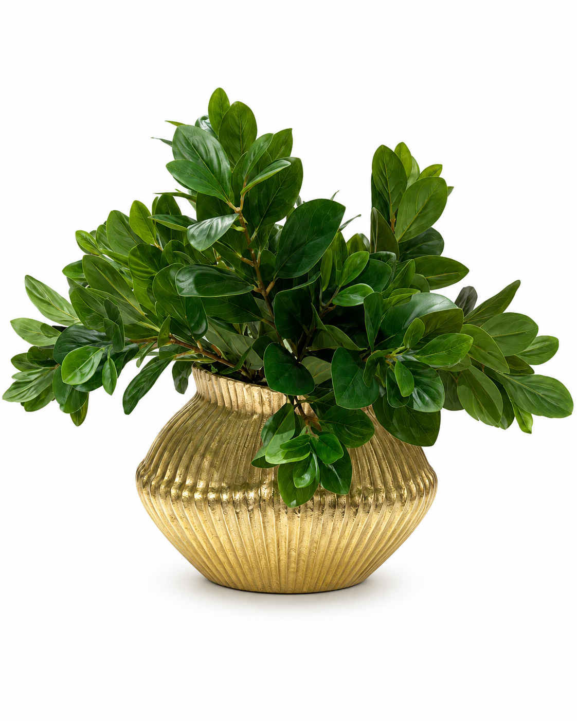 DH Peperomia Bush in Metal Ridged Vase