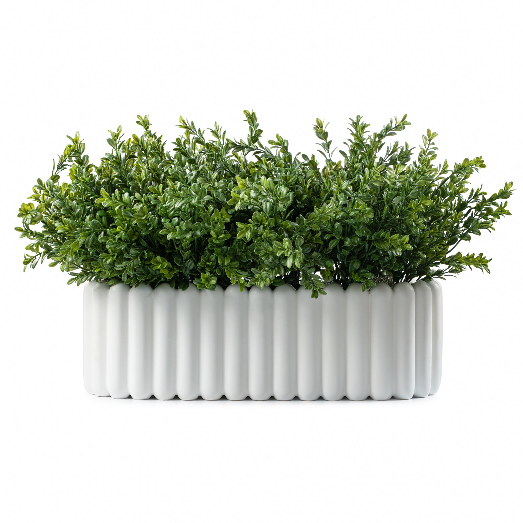 Scallop Oval Boxwood Pot