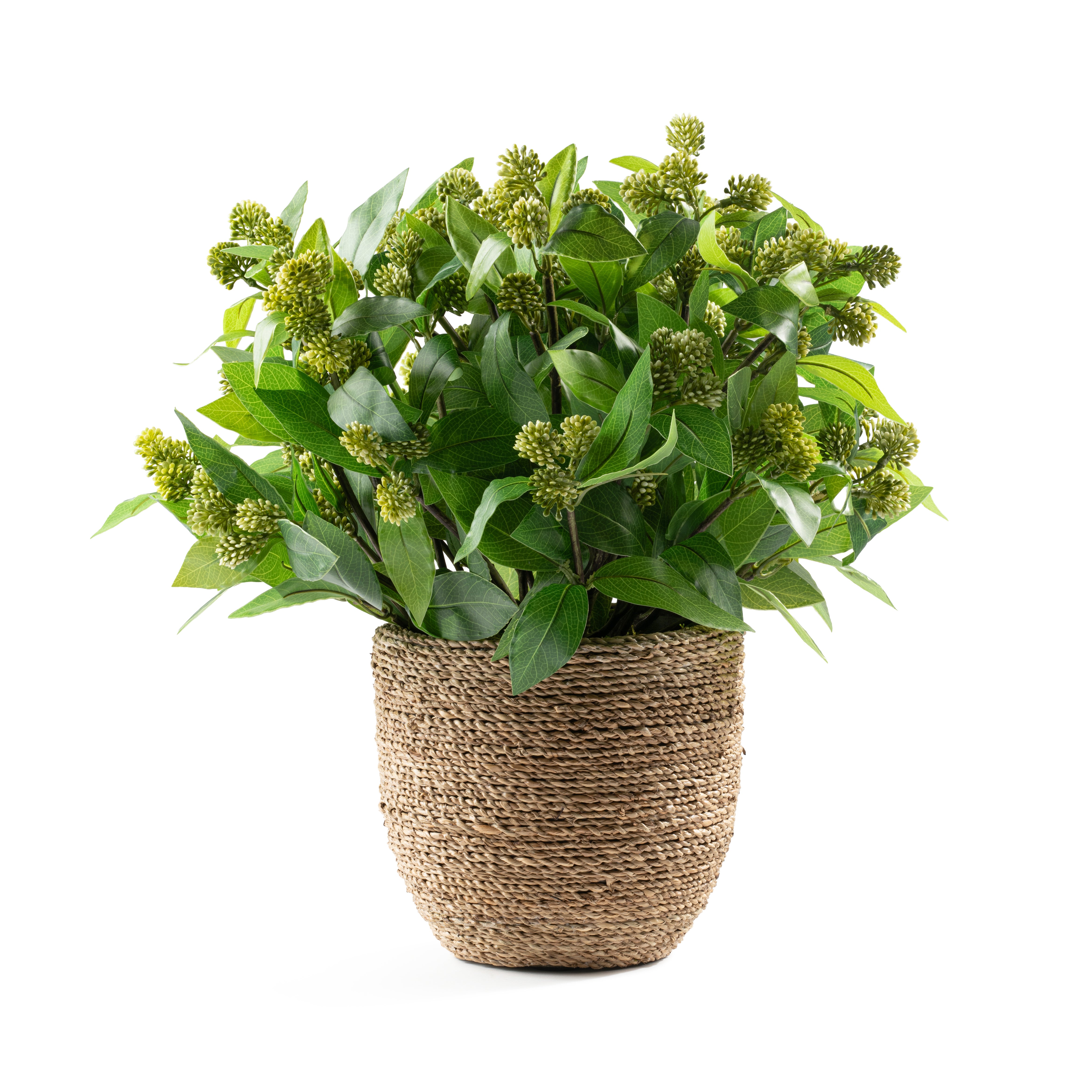 DH Light Green Lucky Berry in Rope Pot