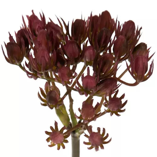 Burgundy Seed Pod Pick