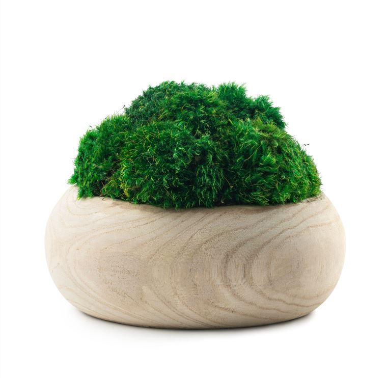 plant pot moss DH Moss Wood Round Pot