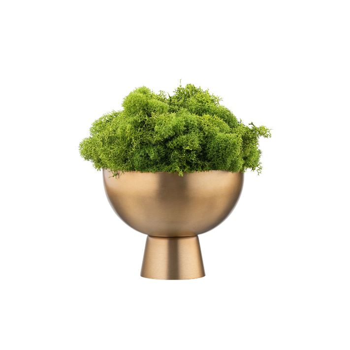 Gold Pedestal Mini Moss