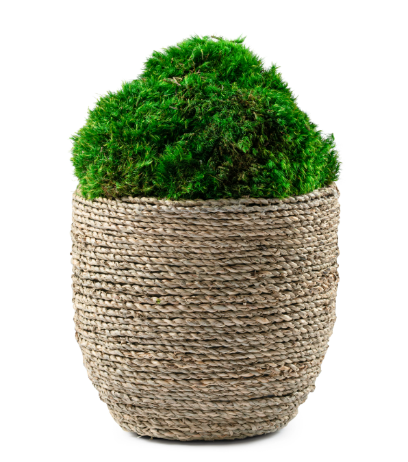 Moss Rattan Basket