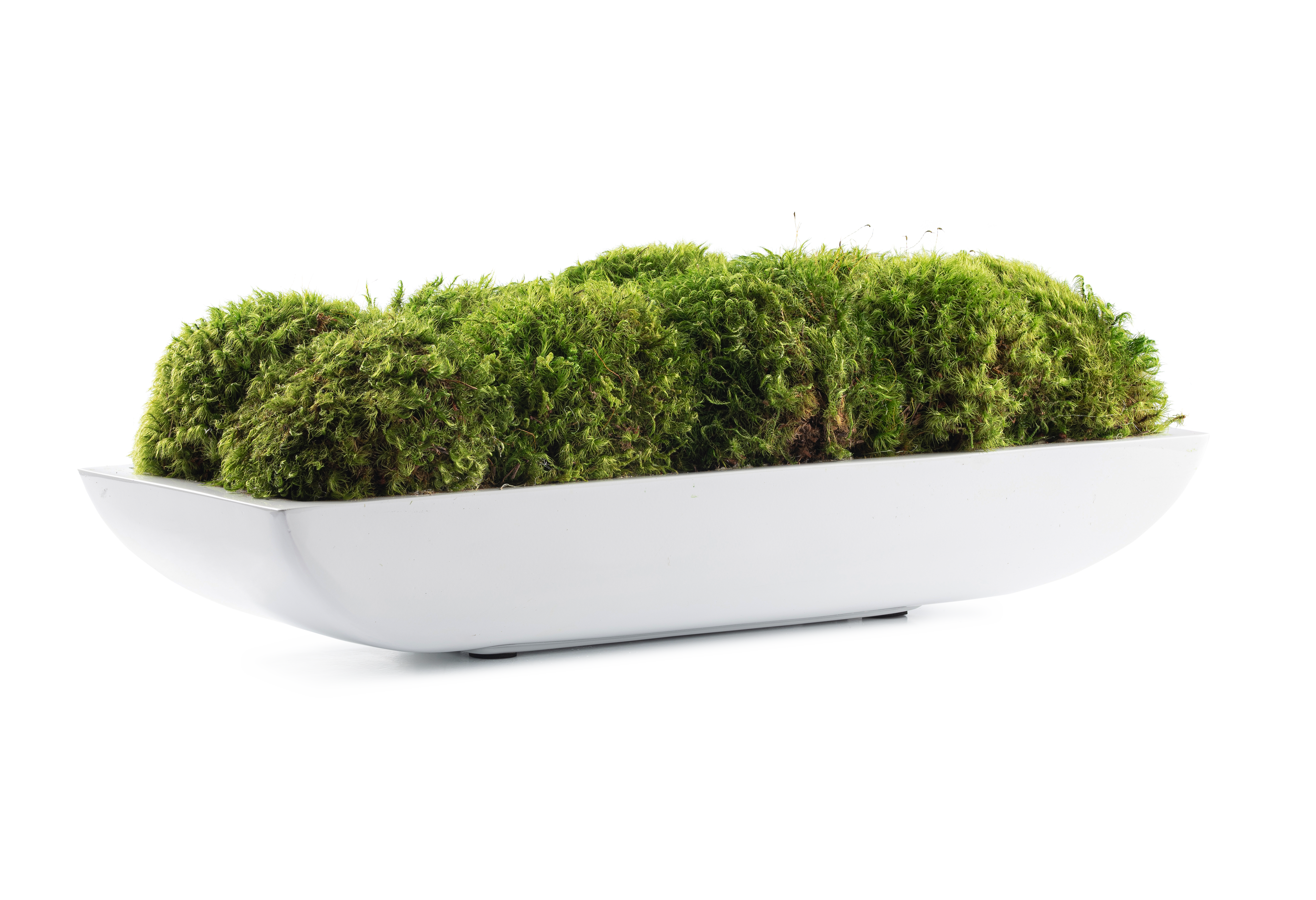 DH Pandora Moss Pot