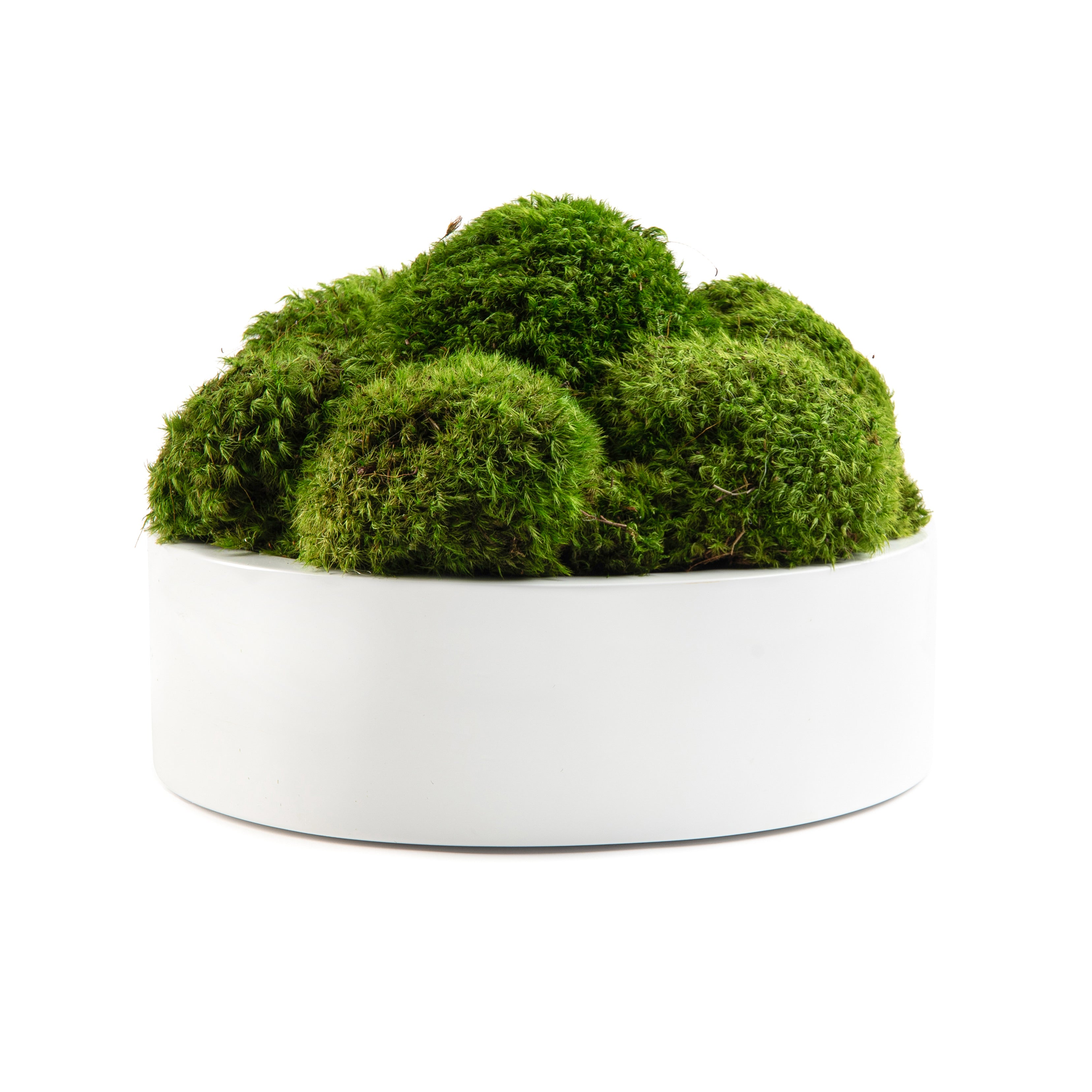 moss plant pot DH Moss Round Pot