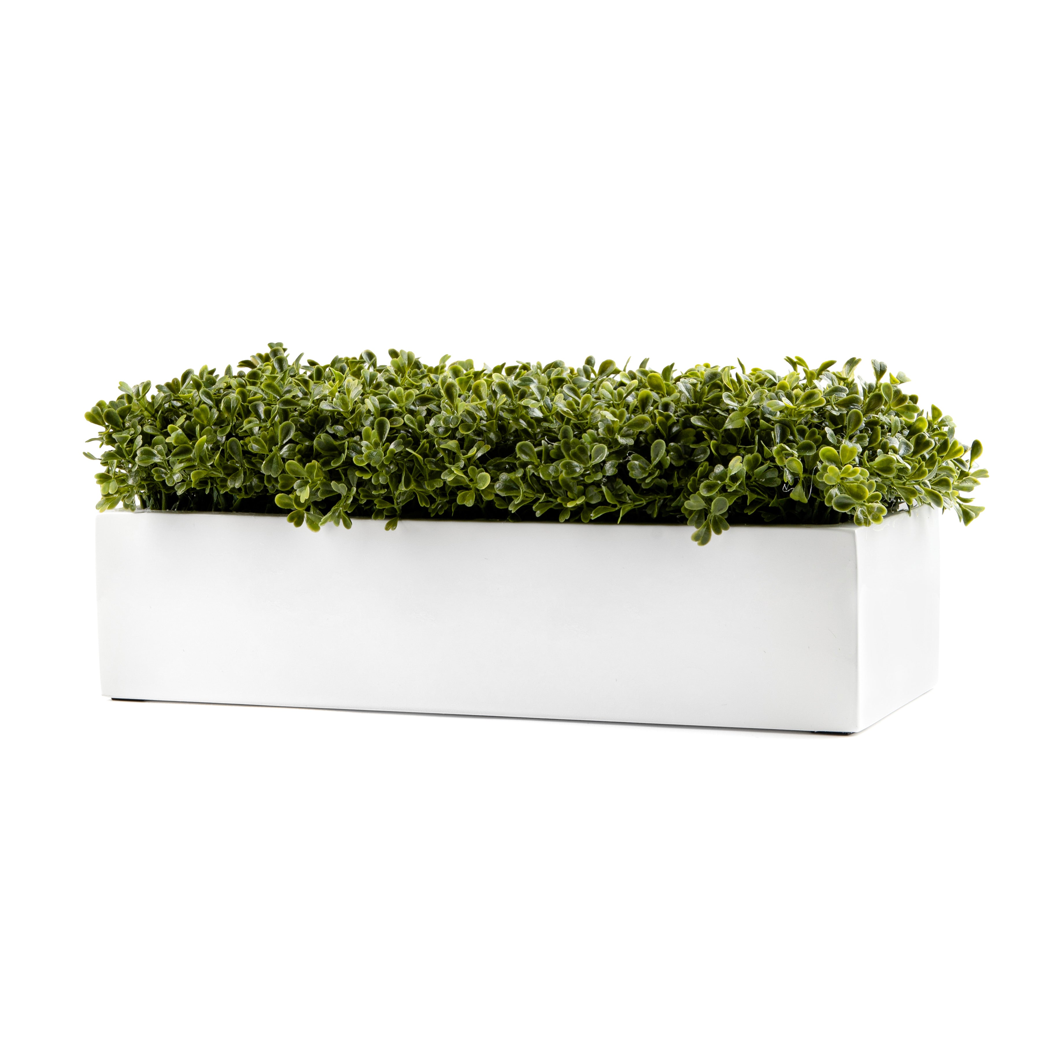 White Rectangle Boxwood Pot