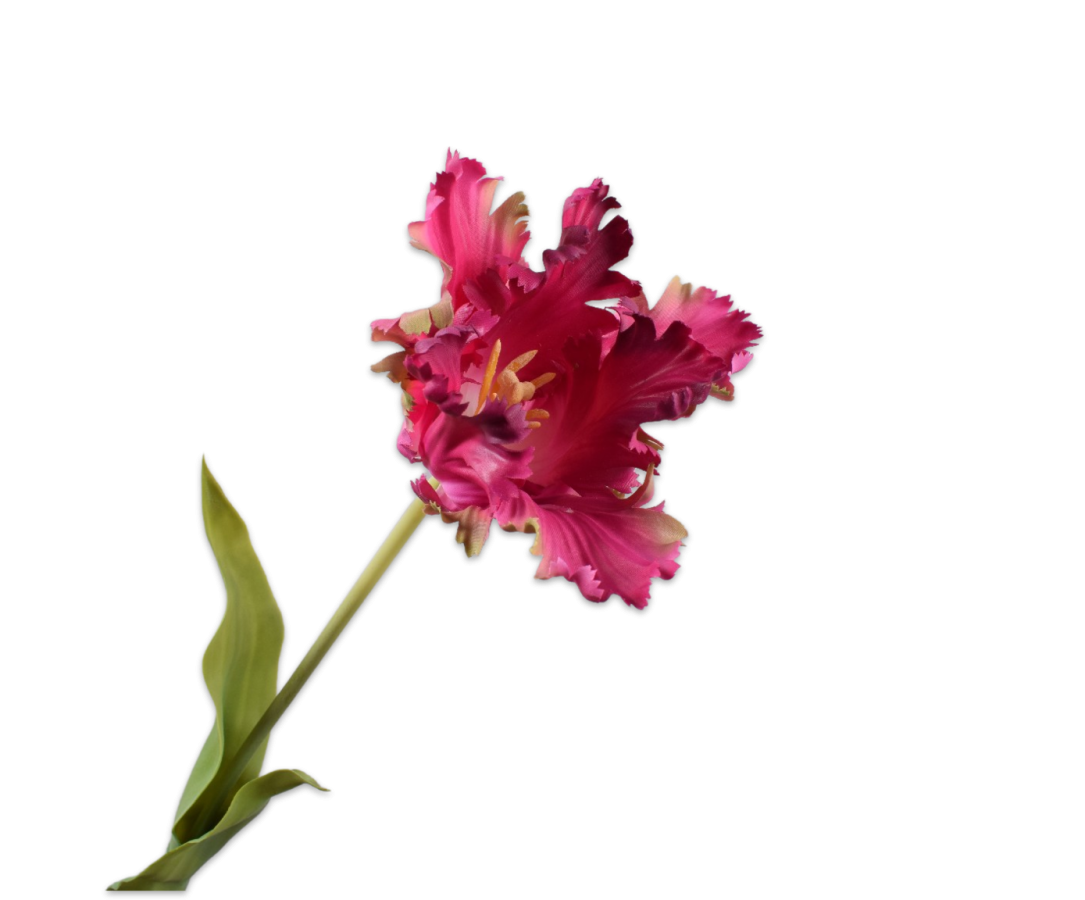 Tulip Stem
