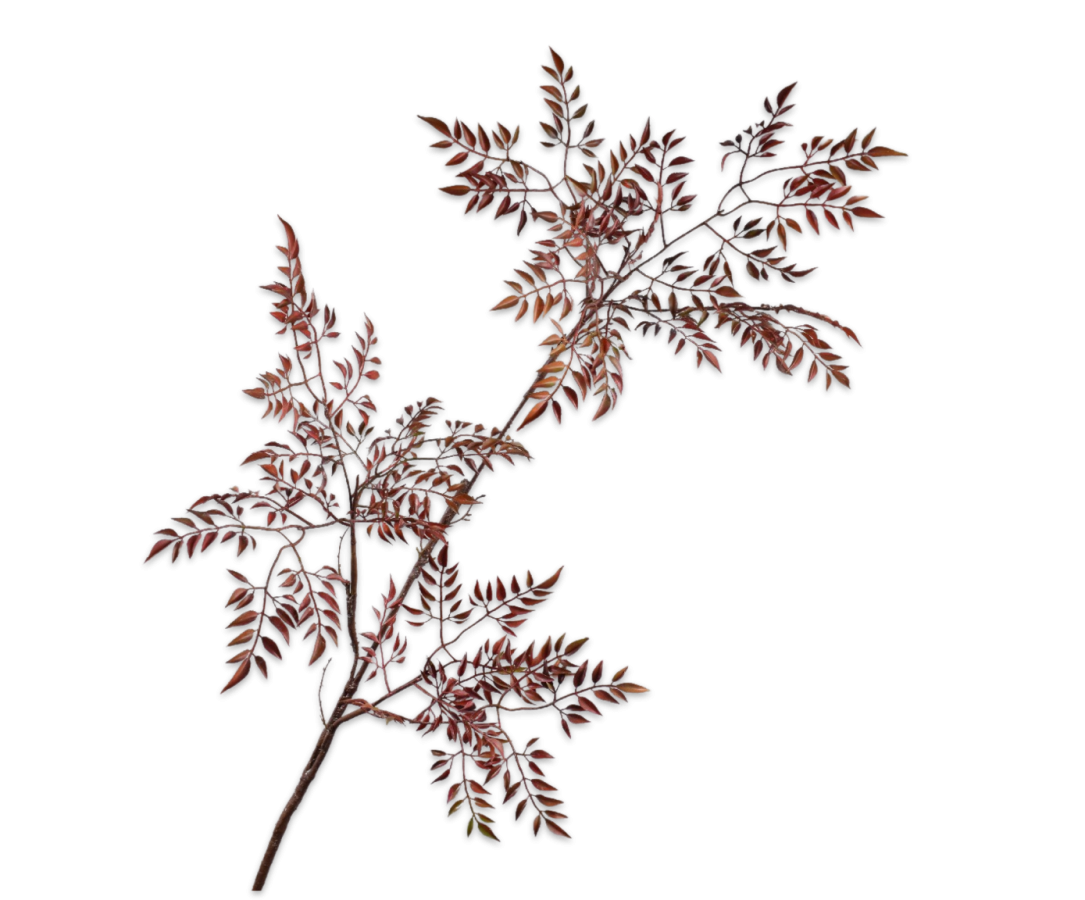 Mahogany Spray Burgundy