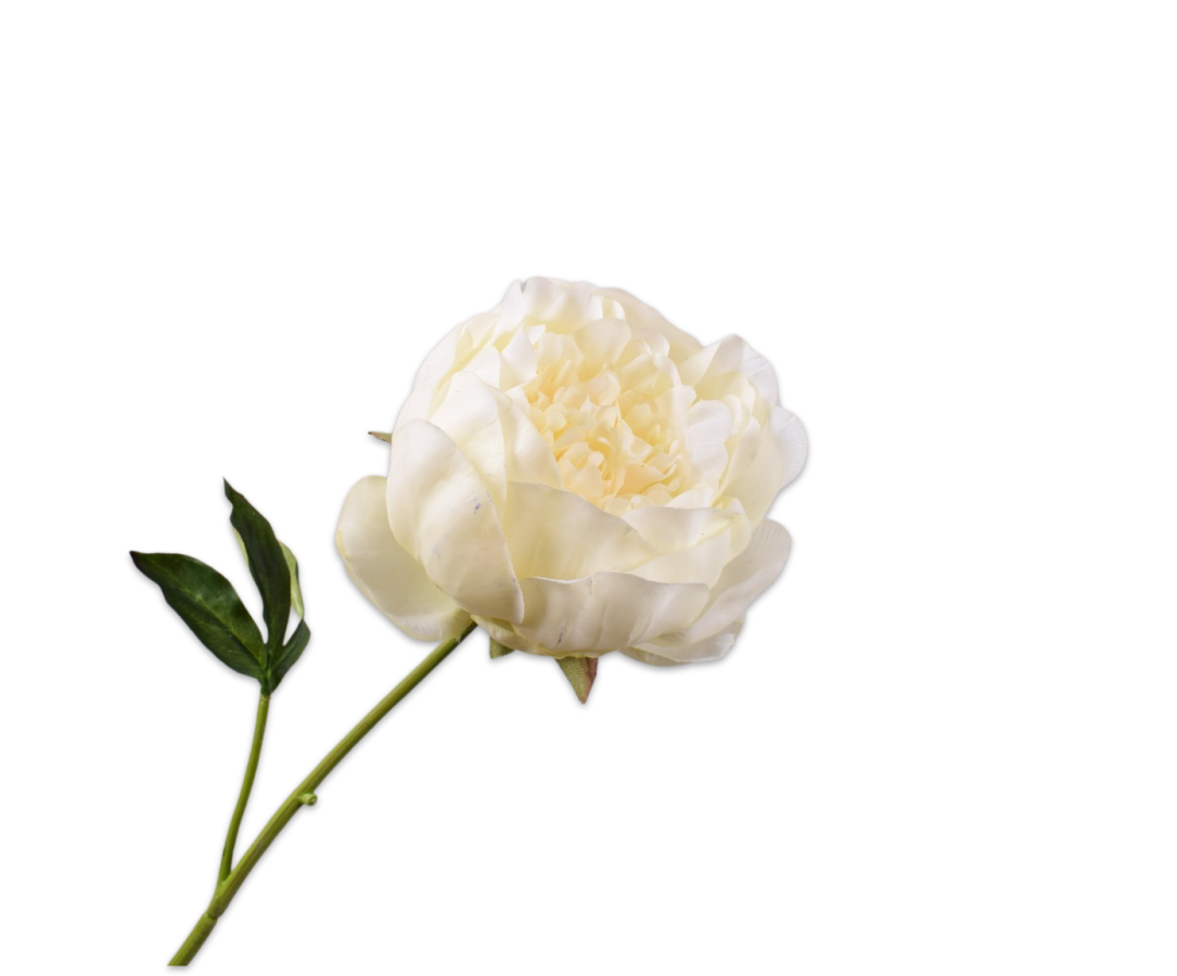 Peony Stem
