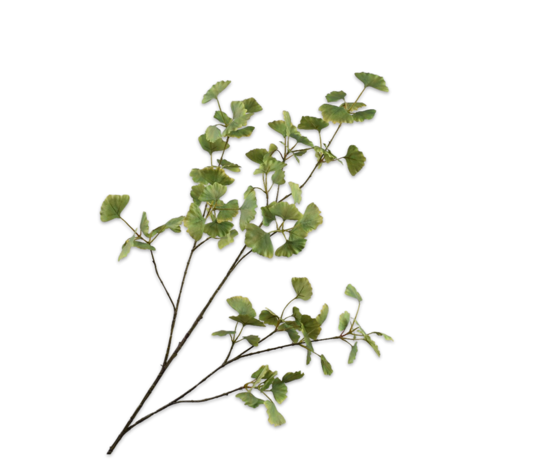 Ginkgo Spray Green