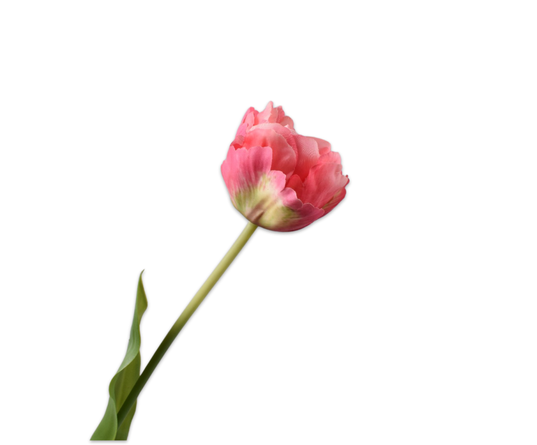 Tulip Stem