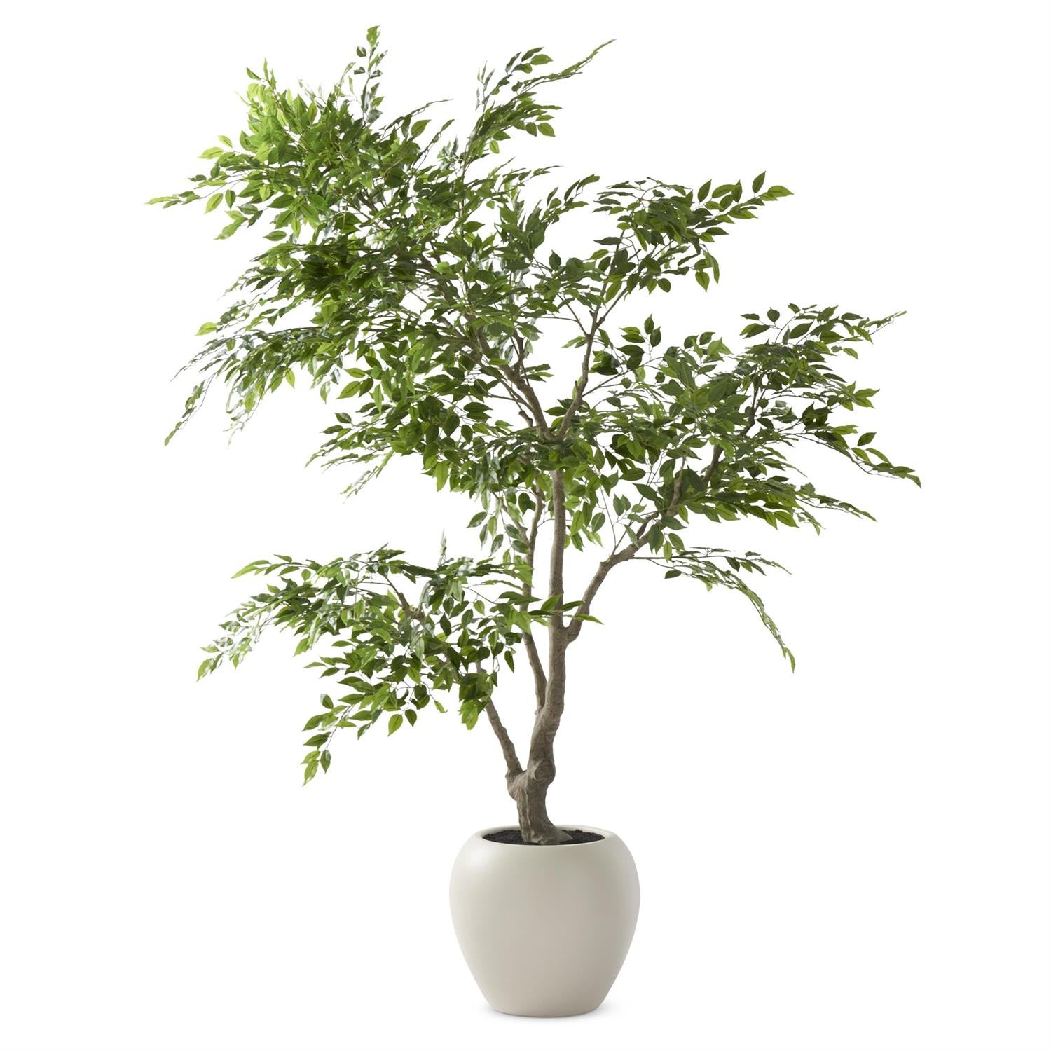 Foot Ficus Tree in White Pot
