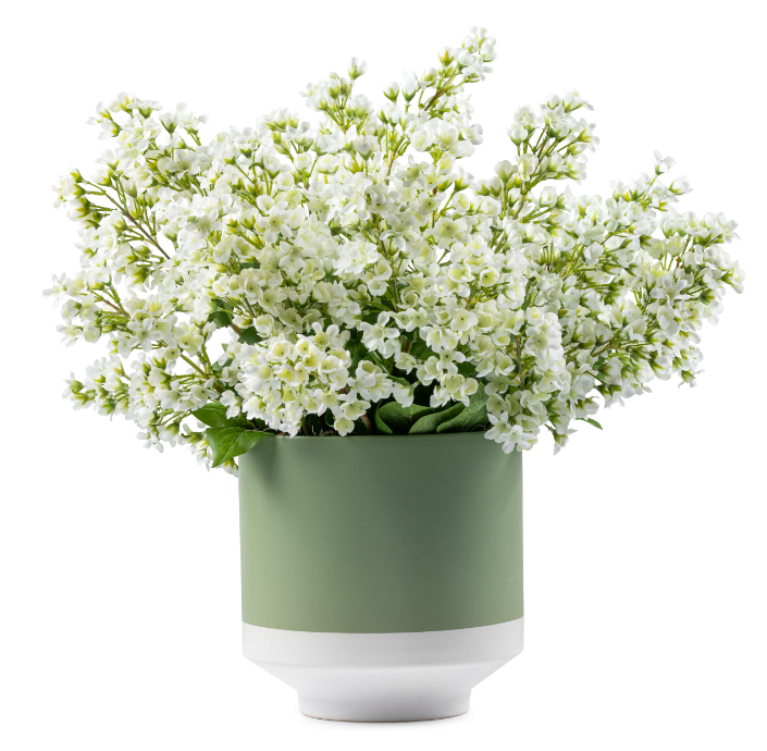Bouvardia Green Floral Pot