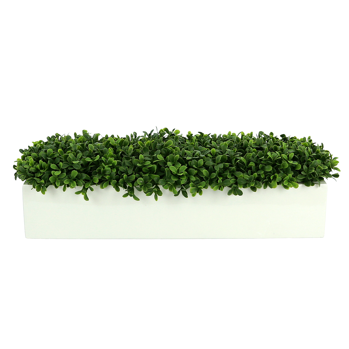 DH White Rectangle Boxwood Pot