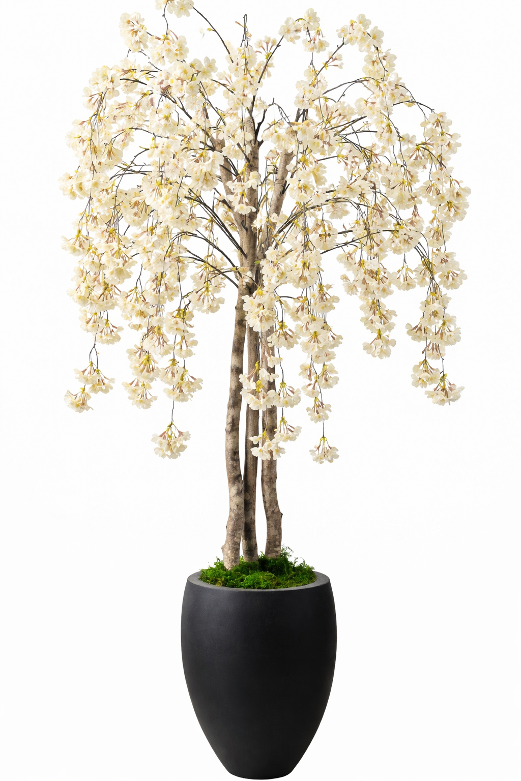 DH Yellow Cherry Blossom Tree