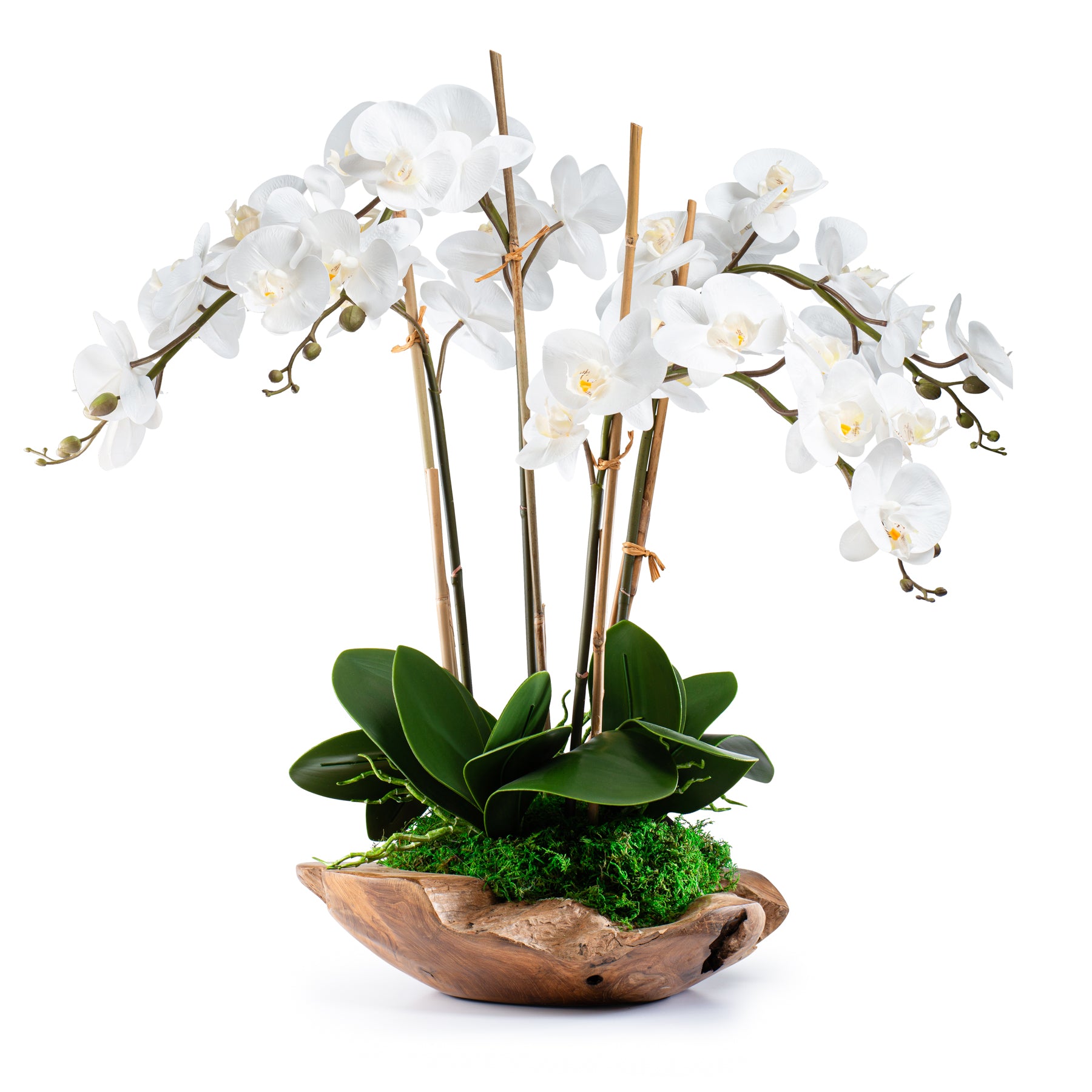 White Orchid in Wood Bowl