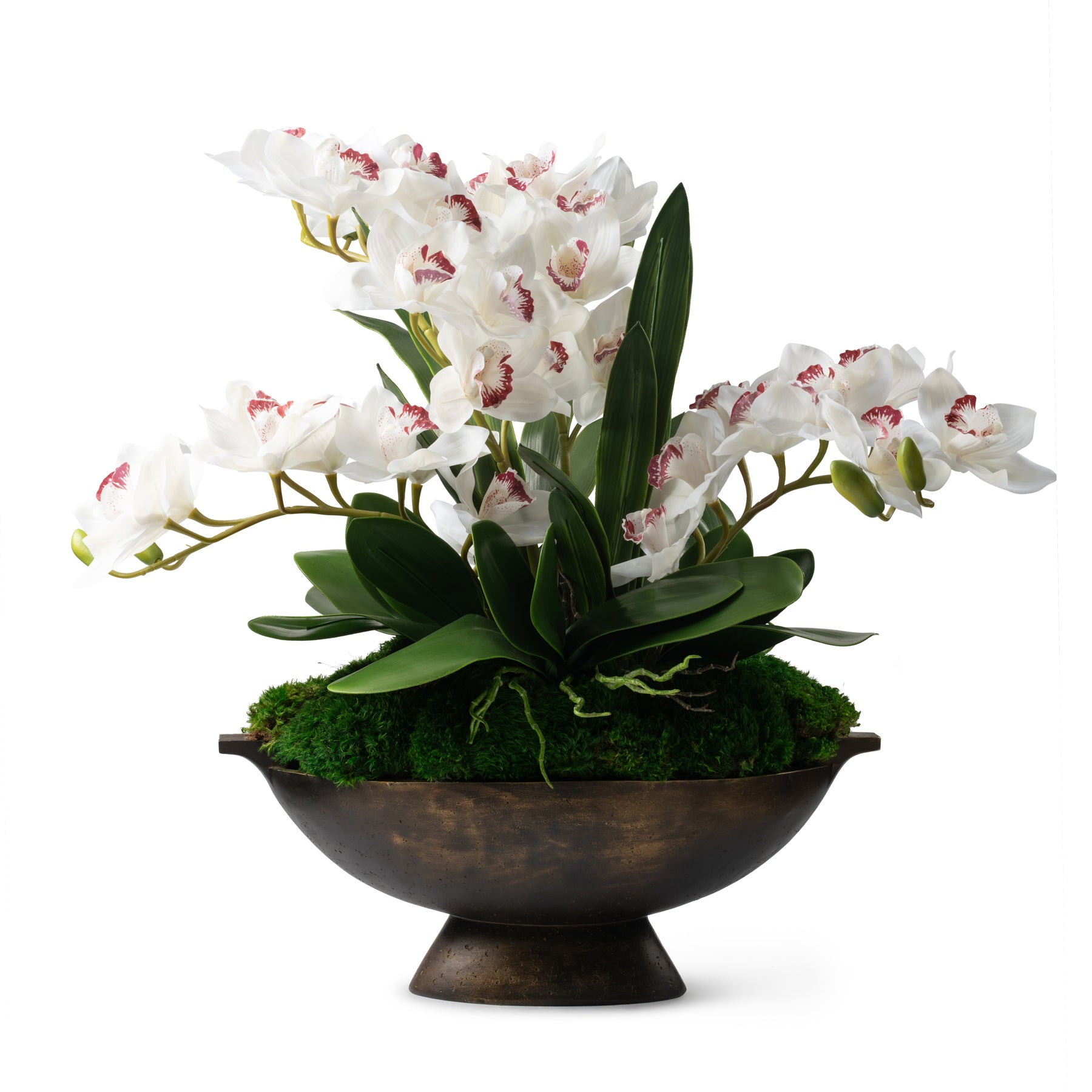 DH Orchids in Moss Brown Pot