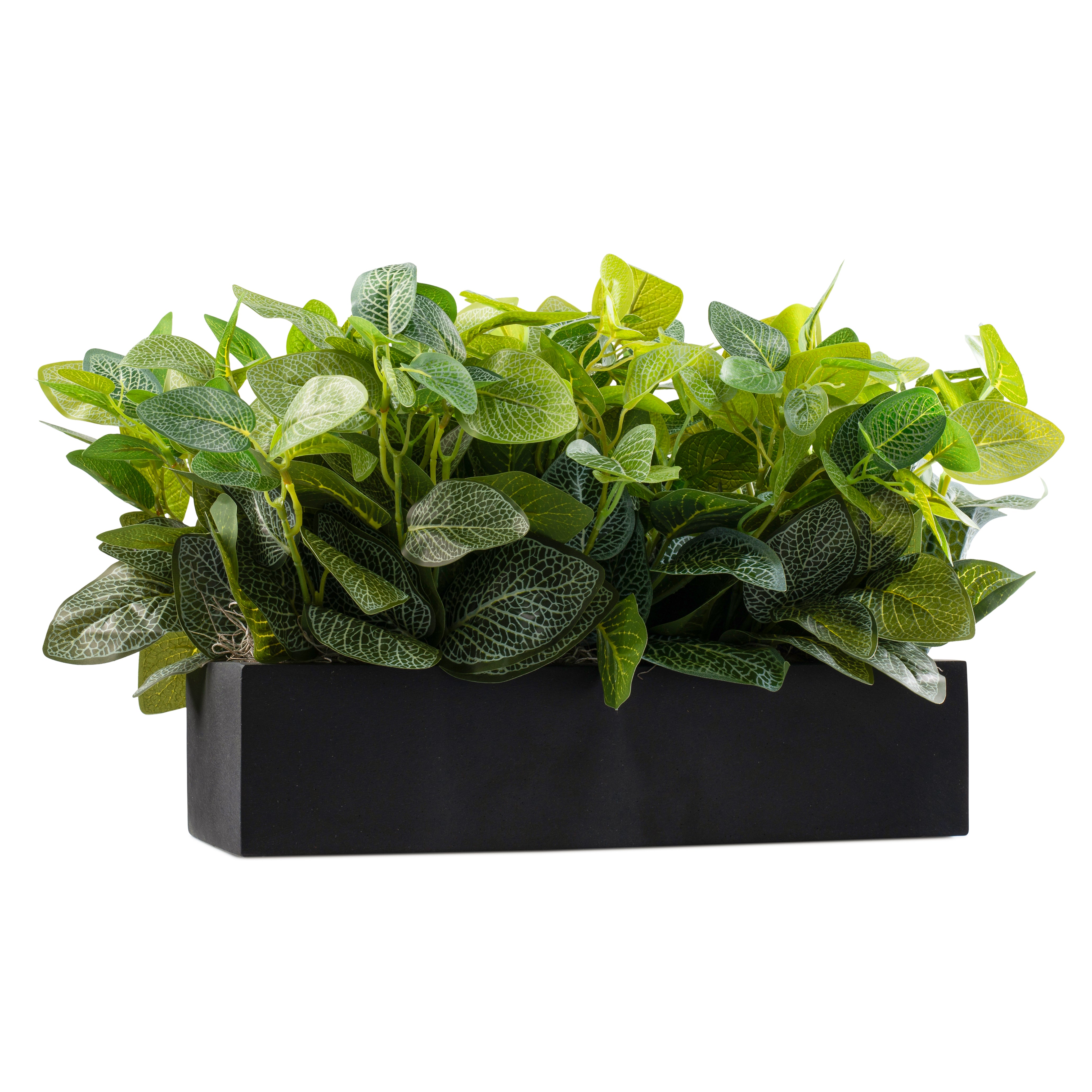 Outdoor Collection Fittonia Rectangle Black Pot