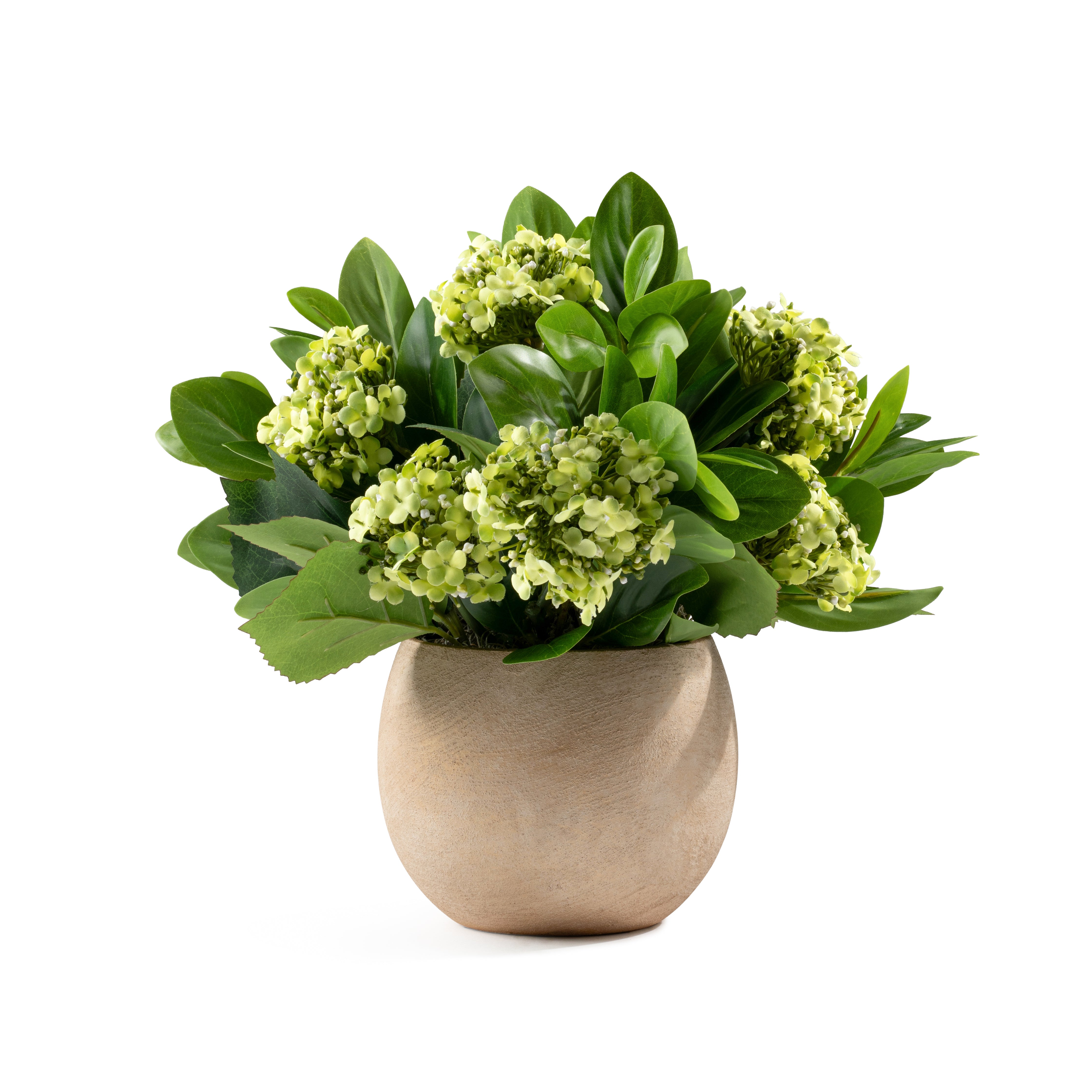 DH Snowball Peperomia Bunch in Gold Terracotta Vase