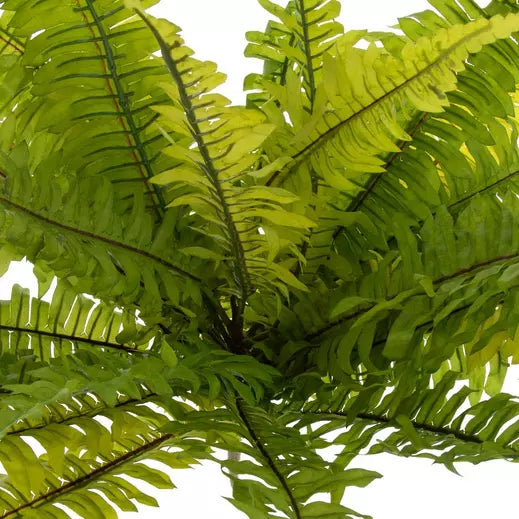 Boston Fern Bush