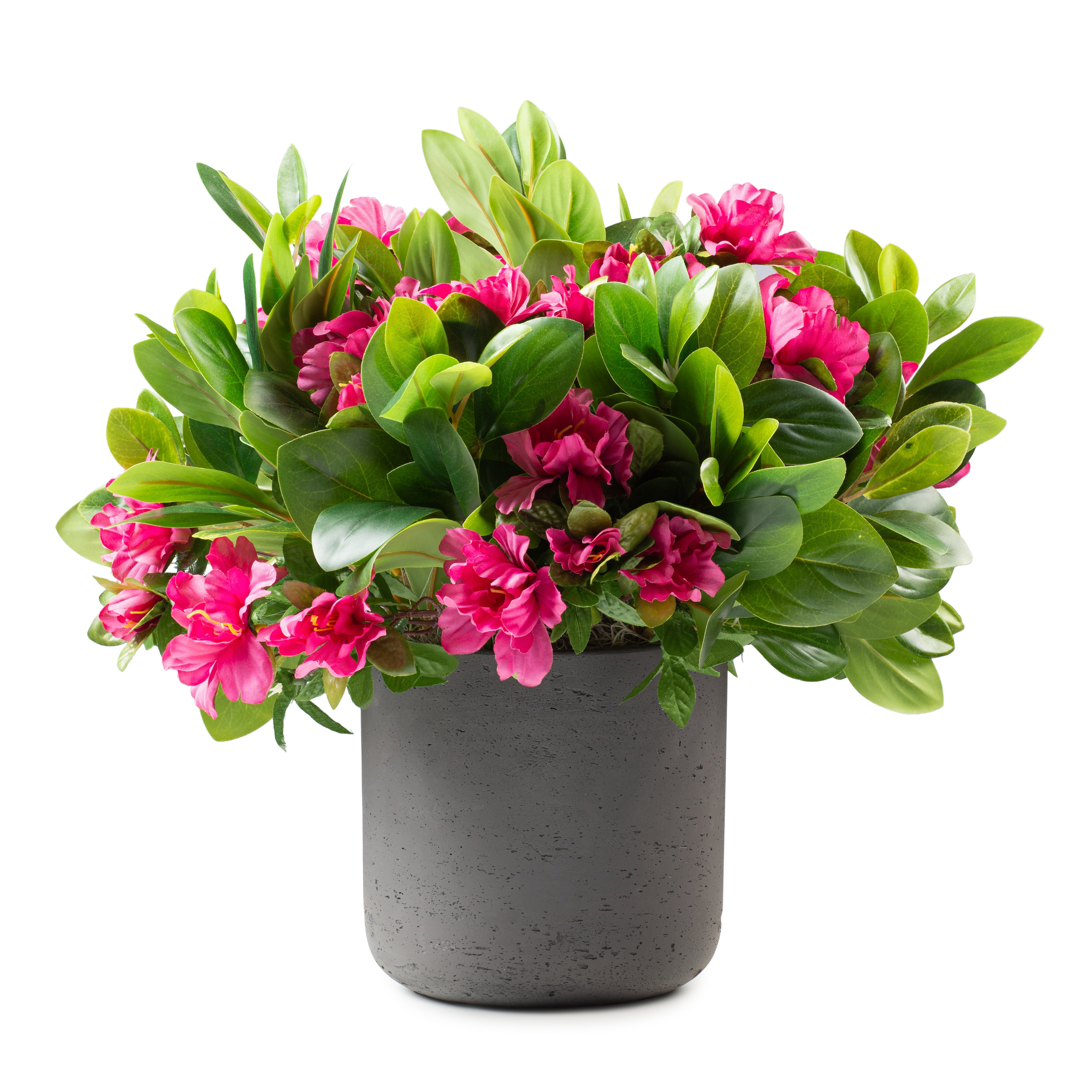 DH Fuscia Bush In Black Pot