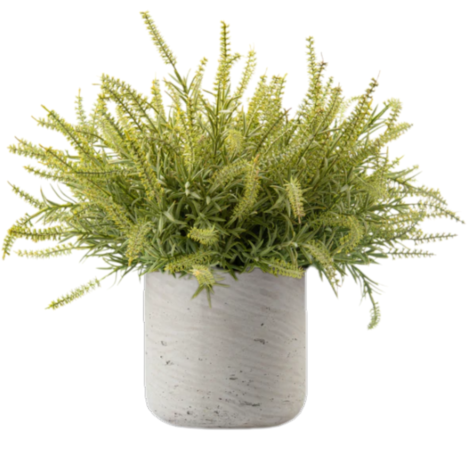 DH Ast Bush Floral
