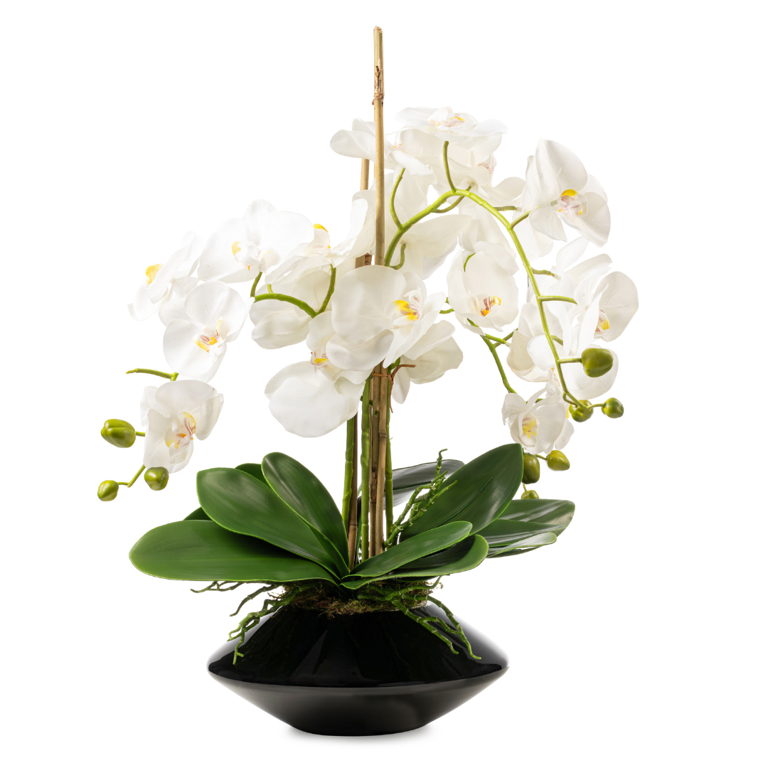 DH White Orchid in Tapered Black Vase