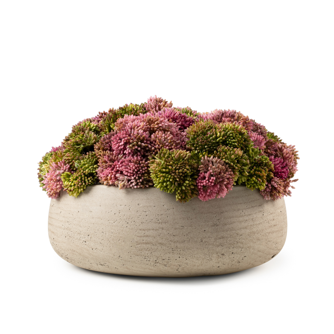 DH Green & Pink Sedum Floral in Eileen Pot