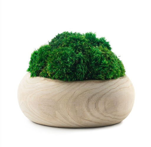 DH Moss Wood Round Pot