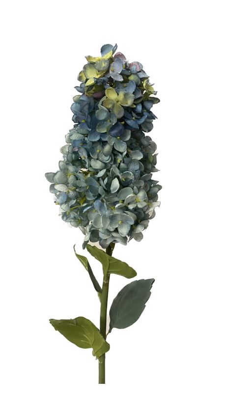 Blue Cone Hydrangea