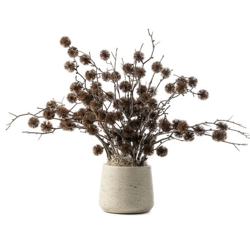 Black Thistle in Patt Gray Pot