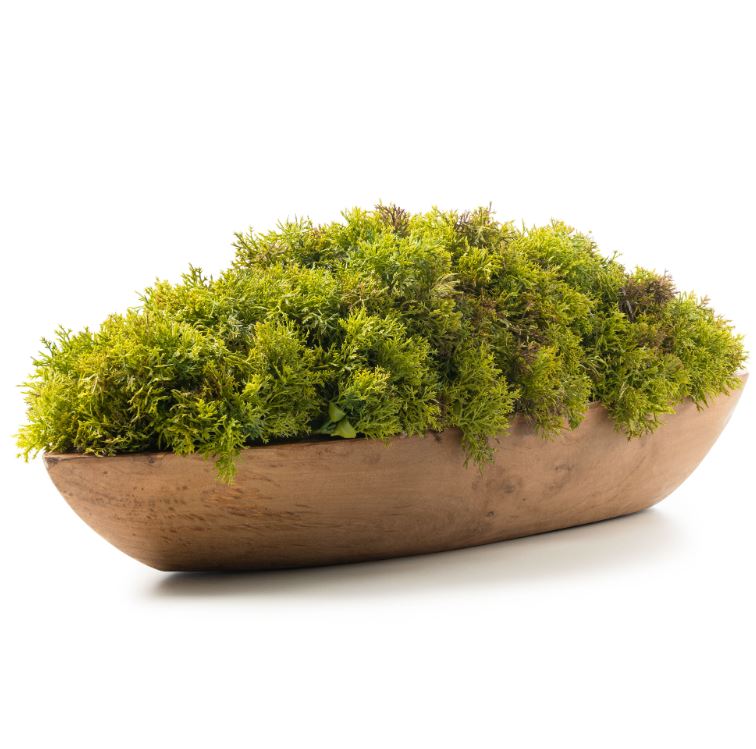 DH Moss in Wood Boat