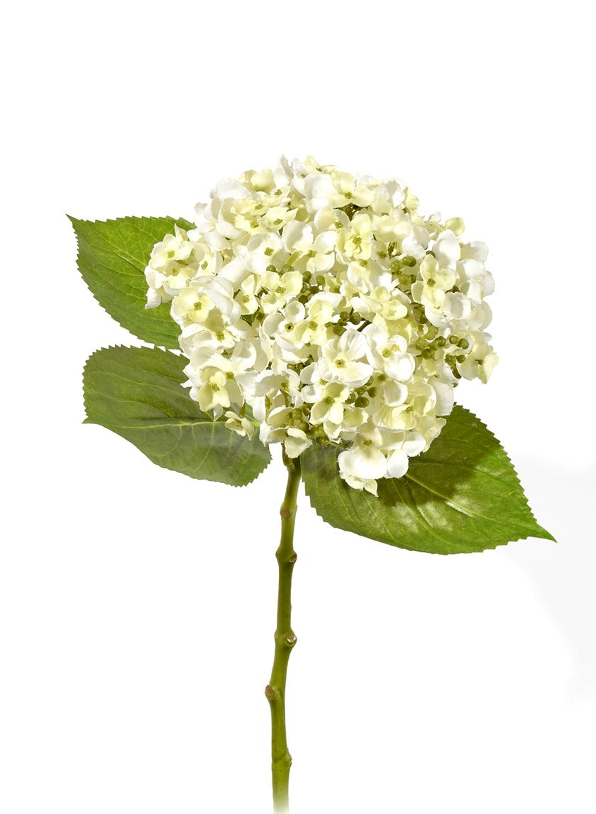 White Hydrangea Flower