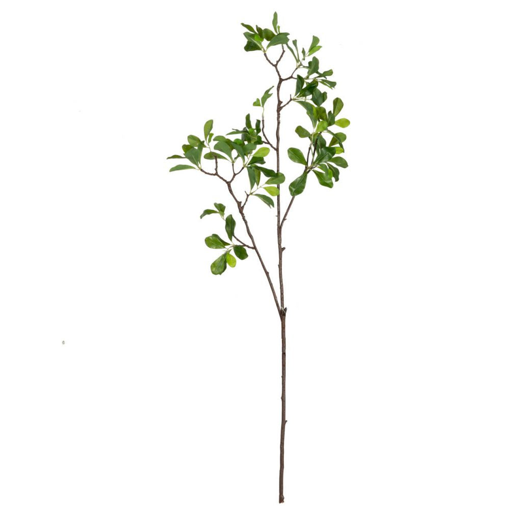 Green Leaf Branch
