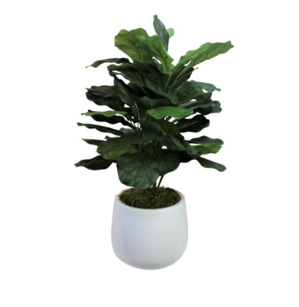 Fiddle Leaves in Round White Pot